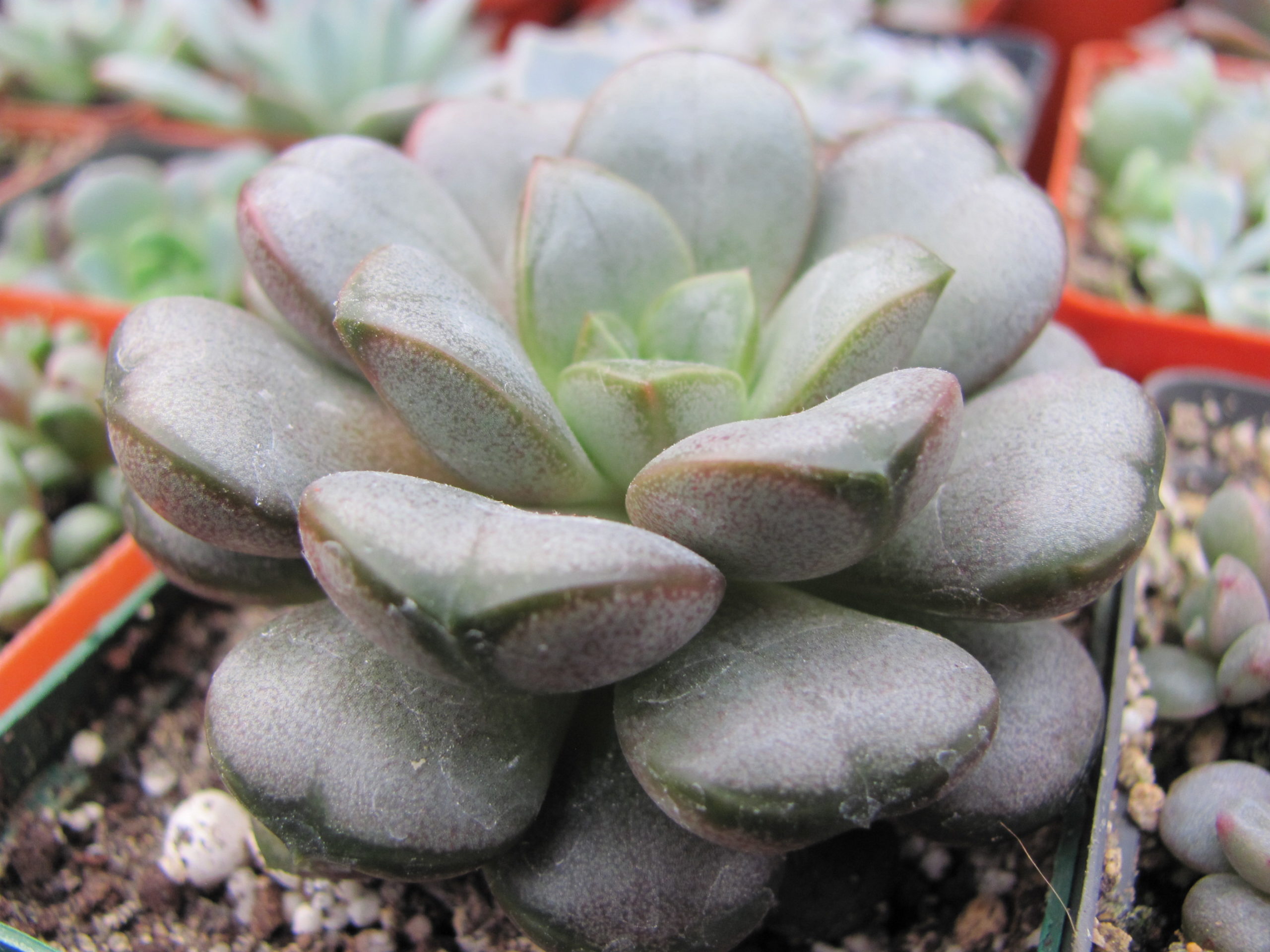 Echeveria    amethorum
