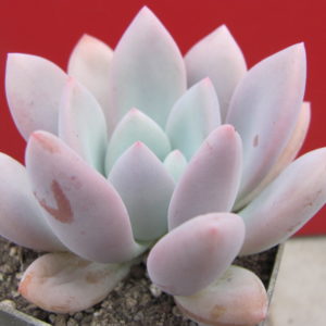 Pachyveria     Opalina