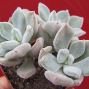 Echeveria    Frosty       3 разом