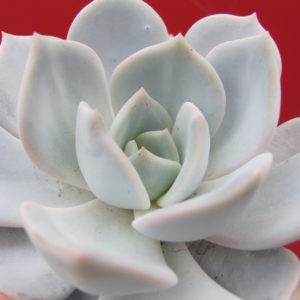 Echeveria    laui    hybr.          ( hybrid  Lipskiy )