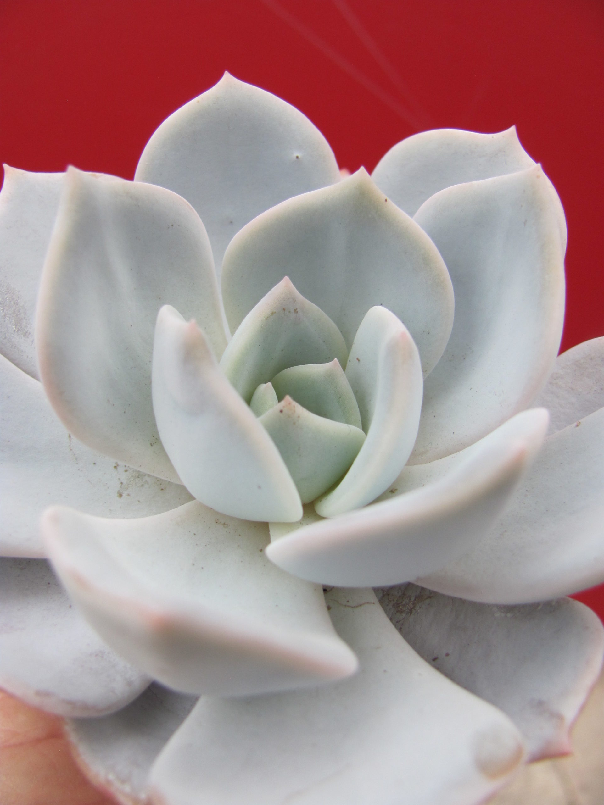 Echeveria    laui    hybr.          ( hybrid  Lipskiy )