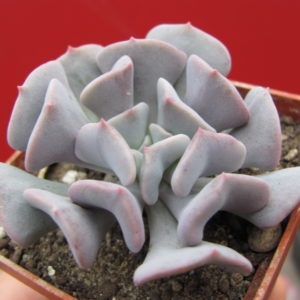 Echeveria     Cubic   Frost
