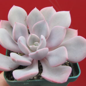 Echeveria     Debbie