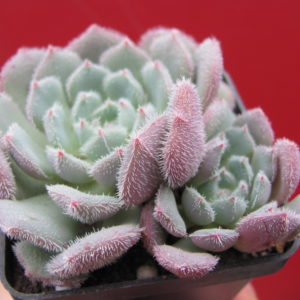 Echeveria      *Comet*