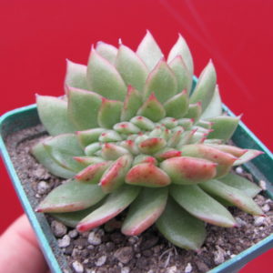Echeveria     Gilva   cristata