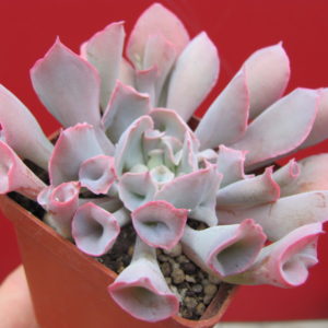 Echeveria     Trumpet    Pinky