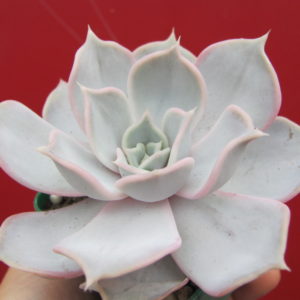 Echeveria     lilacina     Rosea