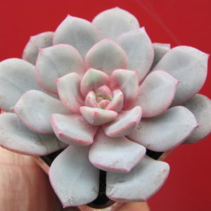 Echeveria    * Jelly   Jem *   Red