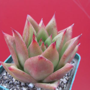 Echeveria     agavoides    *Lipstik*