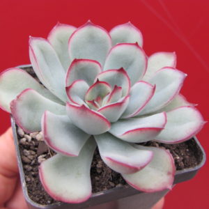 Echeveria    pulidonis       *Green    form*