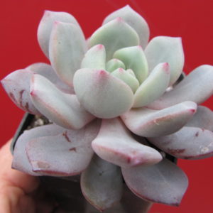 Echeveria    * Jelly   Jem *    hybr.
