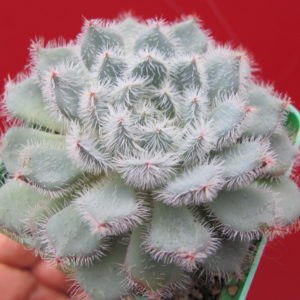 Echeveria    deminuta