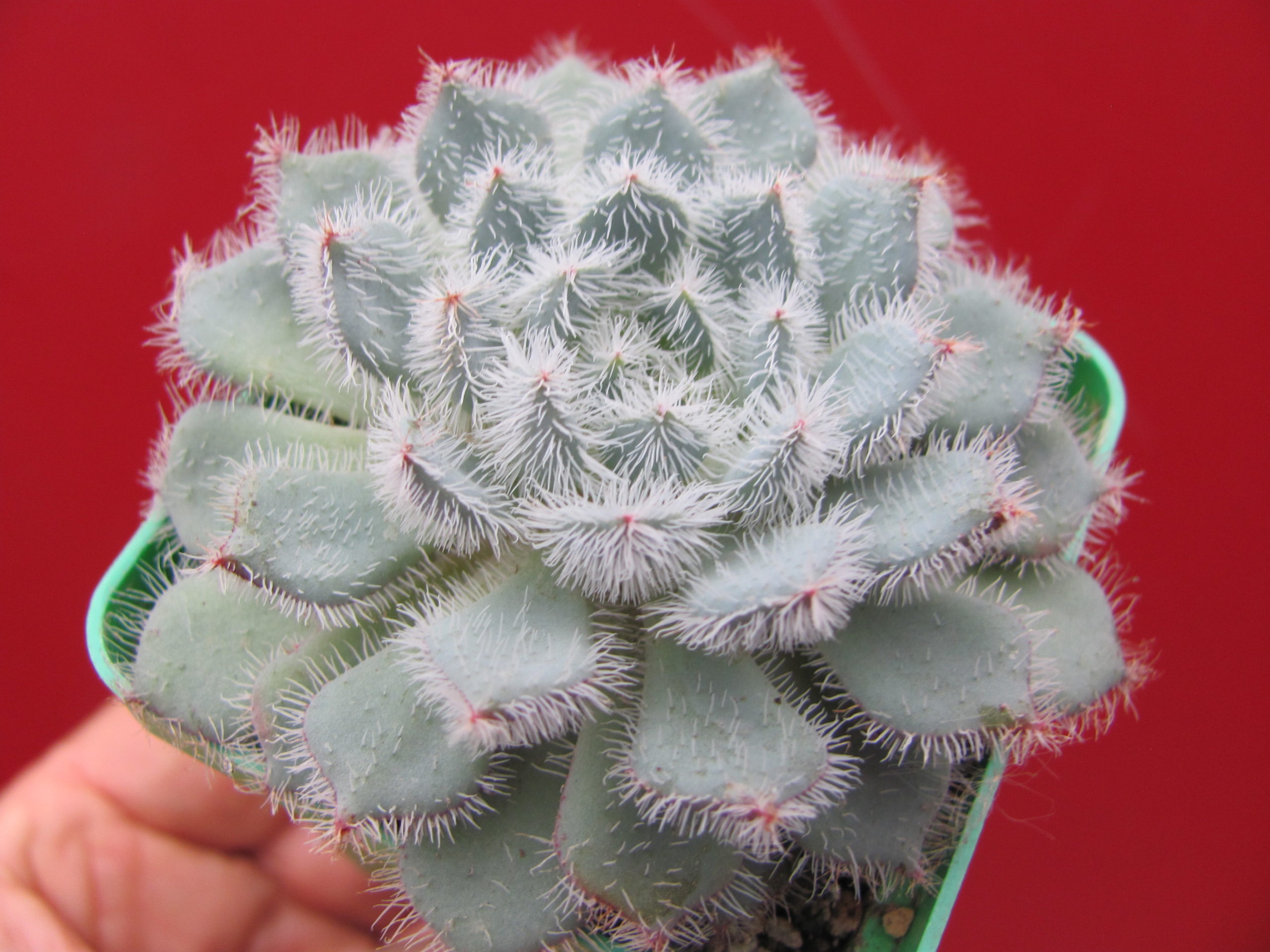 Echeveria    deminuta