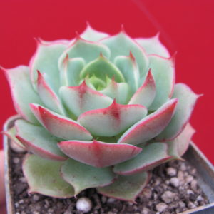 Echeveria    Ramillette