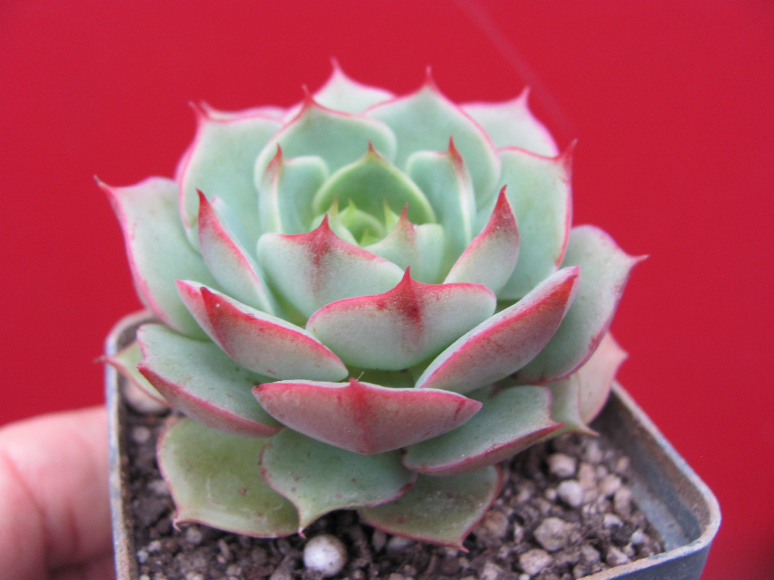 Echeveria    Ramillette