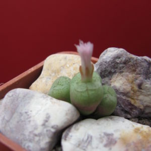 Conophytum     klighardtense