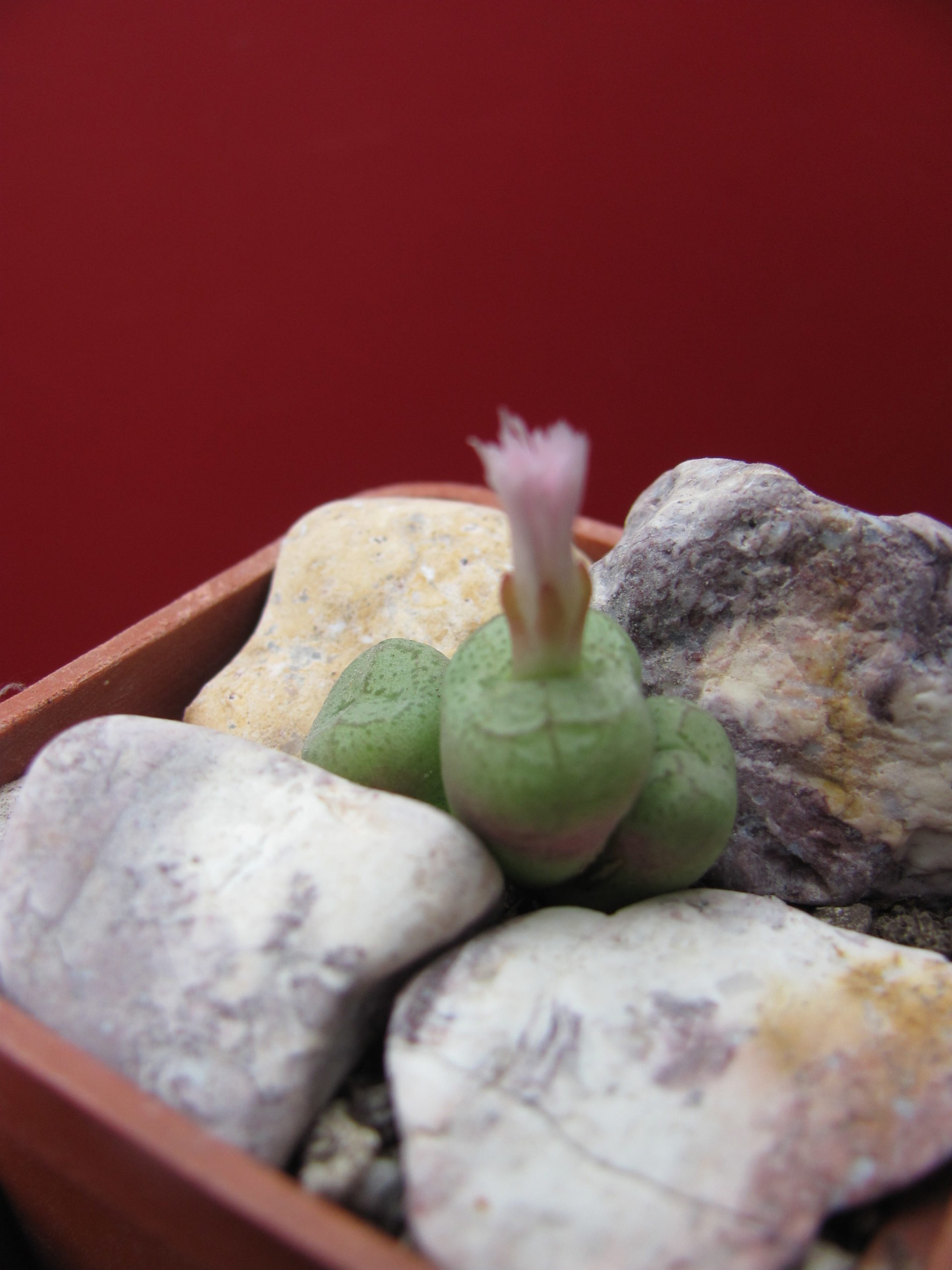Conophytum     klighardtense