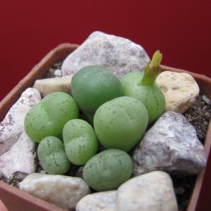 Conophytum      hillii