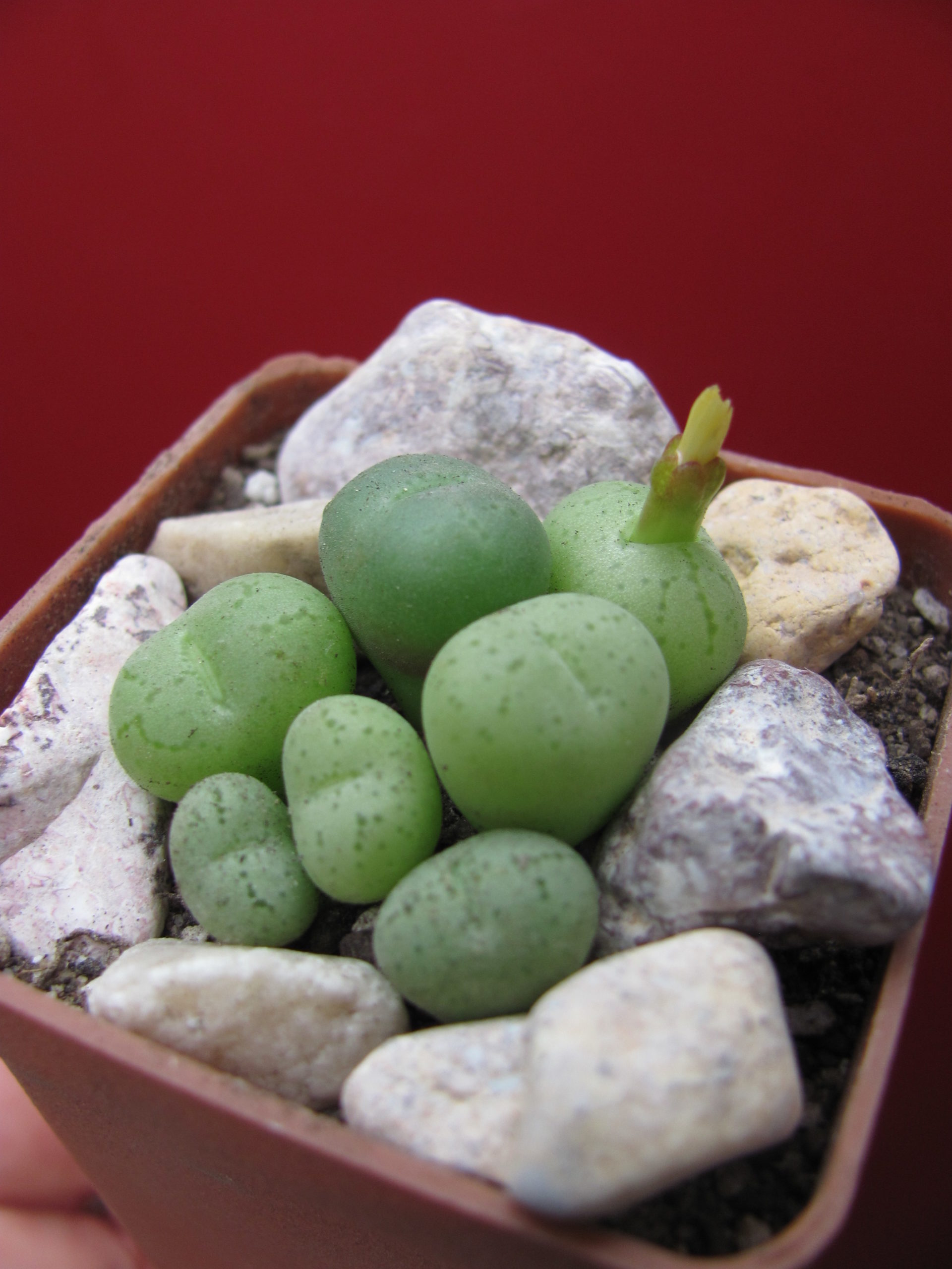 Conophytum      hillii