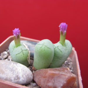 Conophytum    ficiforme
