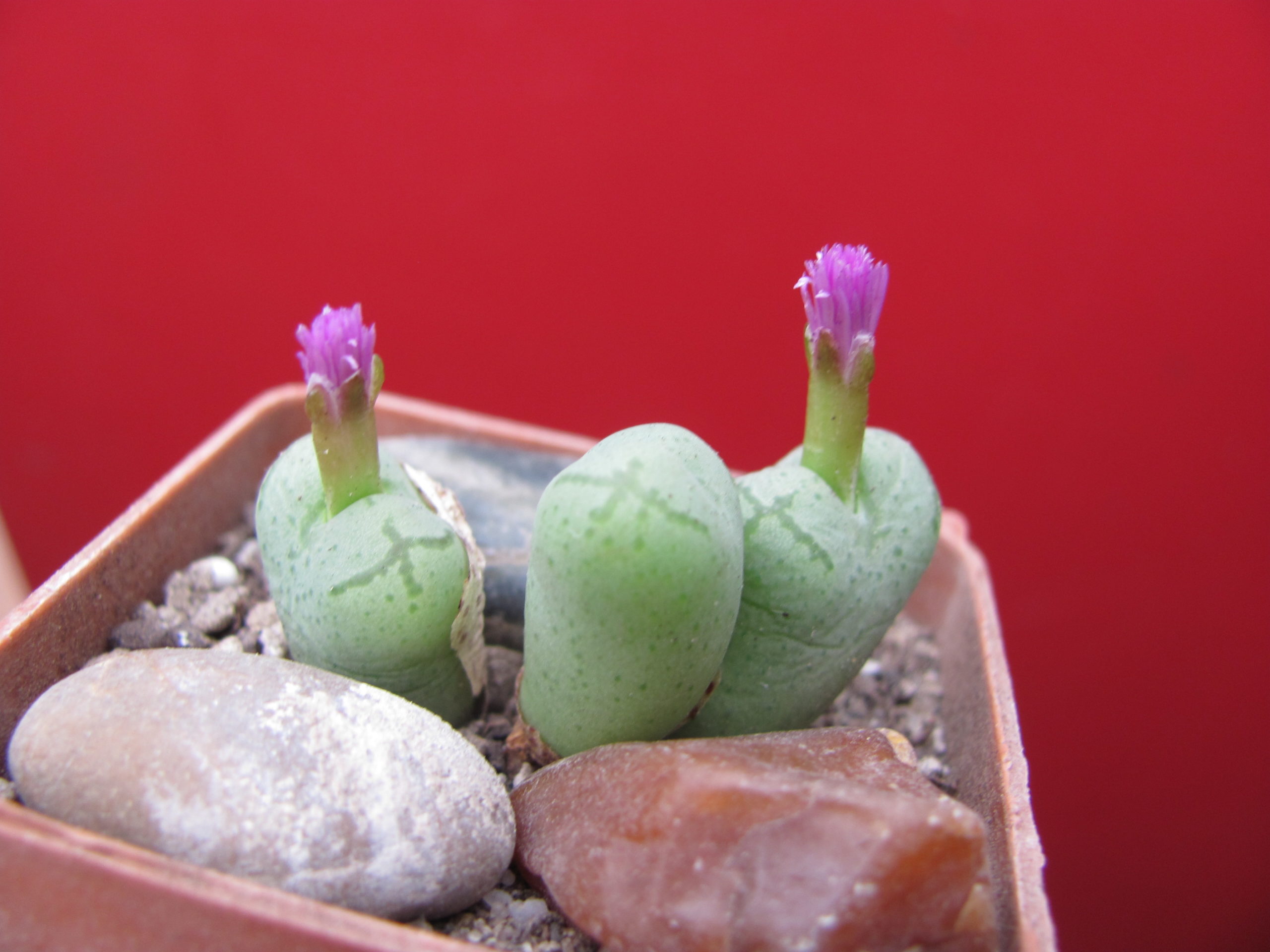 Conophytum    ficiforme