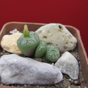 Conophytum    minimum