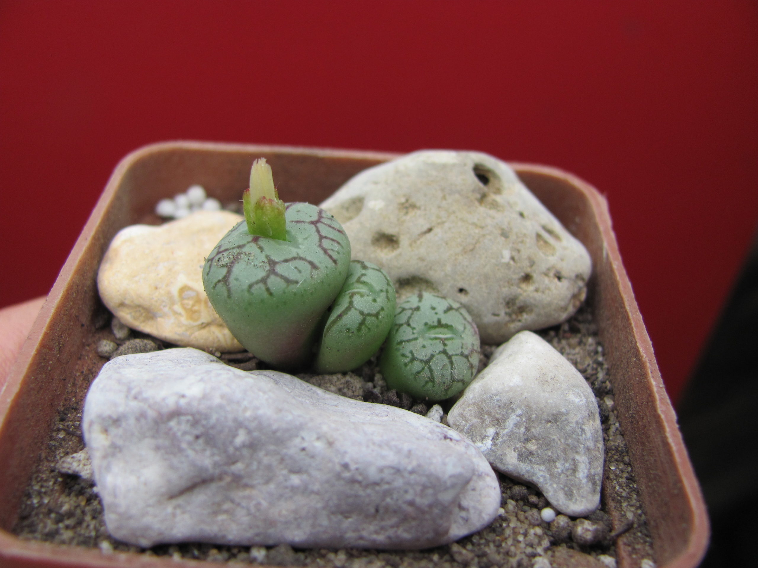 Conophytum    minimum