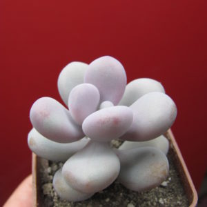 Pachyphytum    Pink
