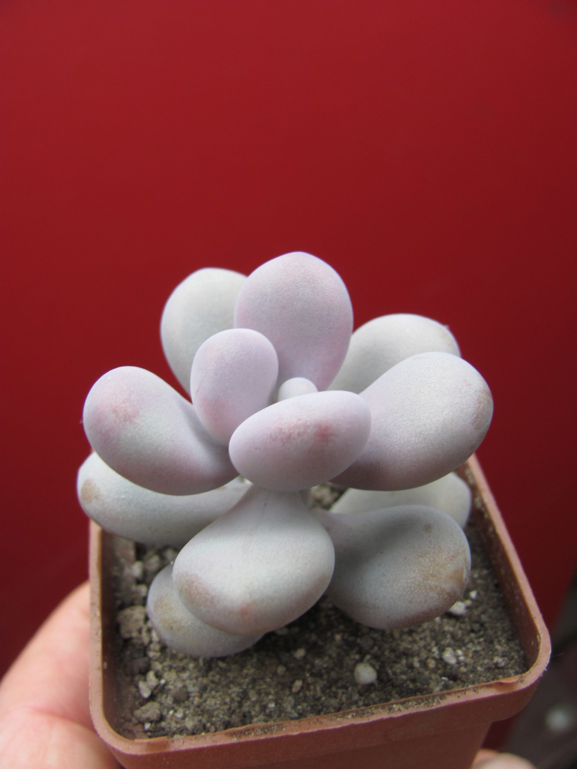 Pachyphytum    Pink