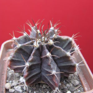 Gymnocalycium     friedrichii