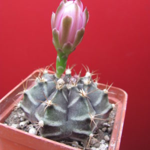 Gymnocalycium
