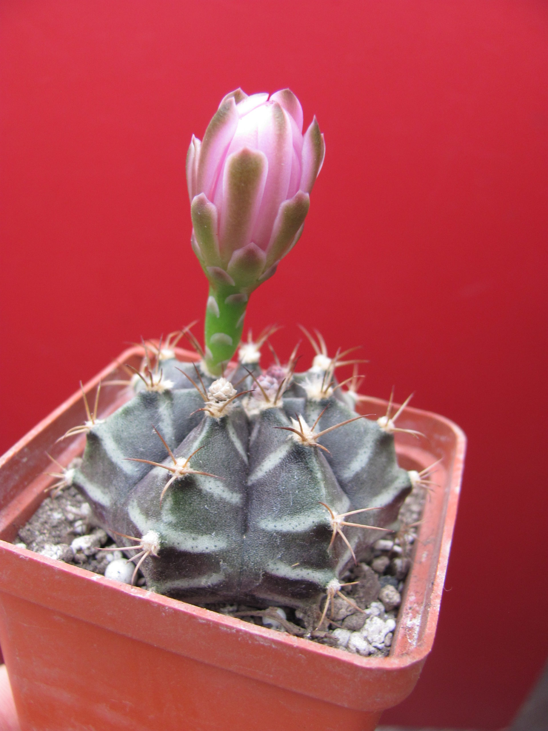Gymnocalycium