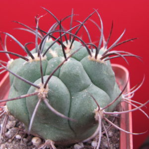 Gymnocalycium    saglione