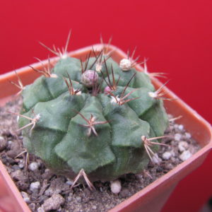 Gymnocalycium    volkeri