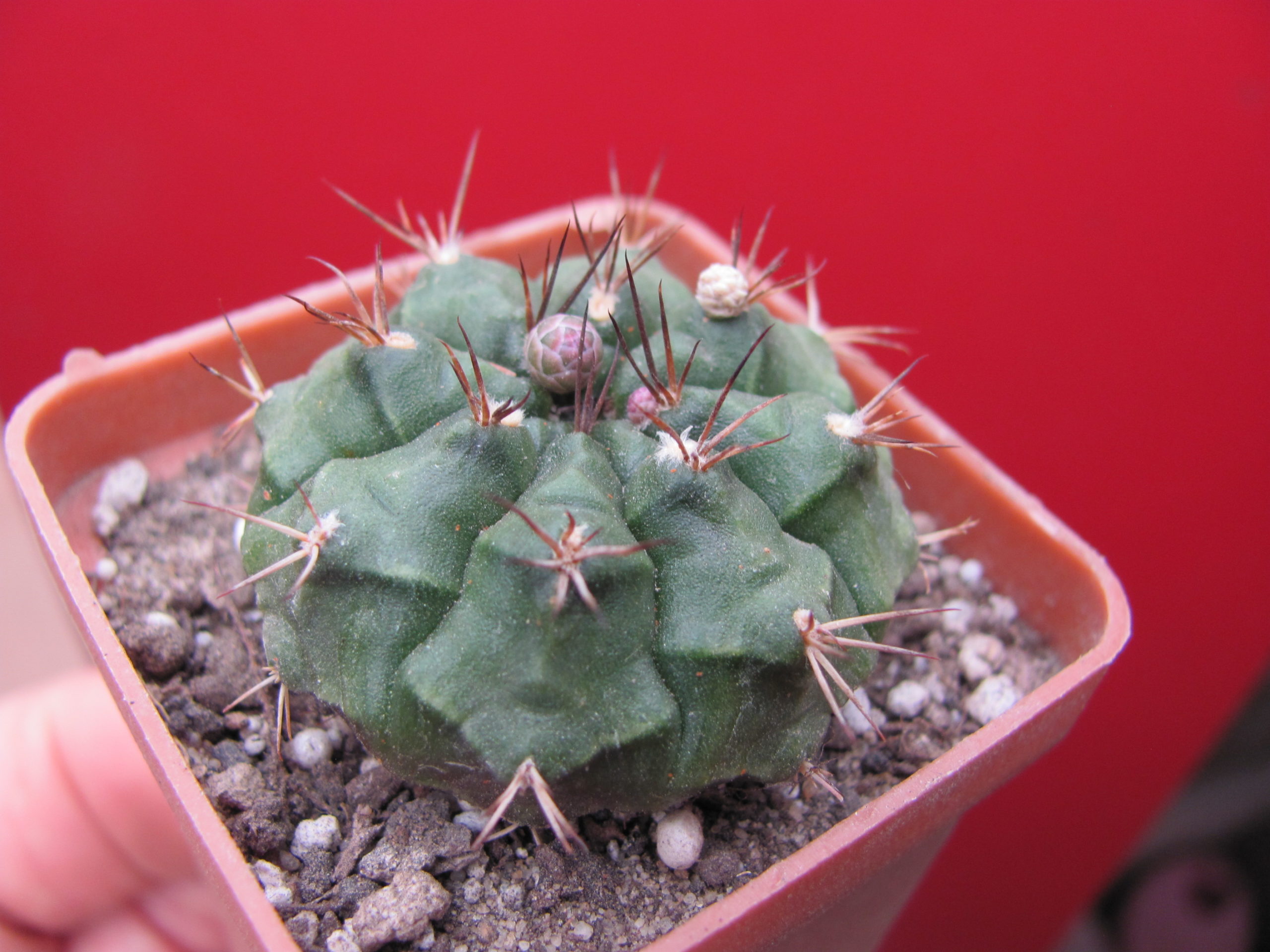 Gymnocalycium    volkeri