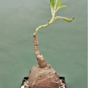 Pterodiscus-speciosus-1