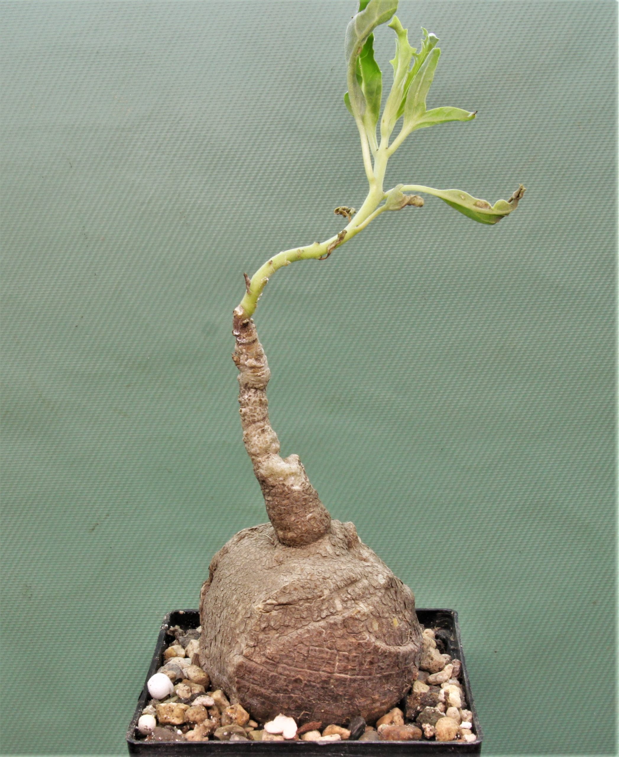 Pterodiscus-speciosus-1