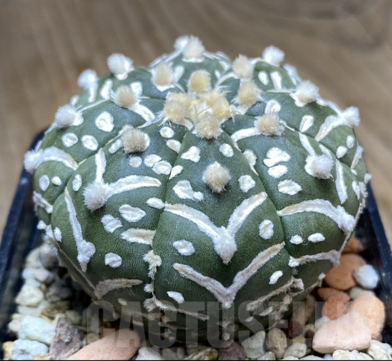 VVG34698 Astrophytum asterias ‘Super Kabuto’_