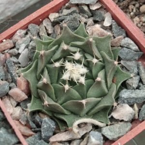 Obregonia denegrii -s