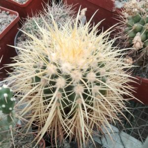 Echinocactus grusonii -7-8cm- колекційна рослина-