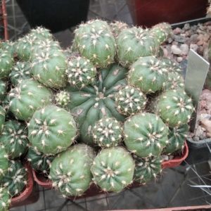 Matucana polzii -cube-8cm-