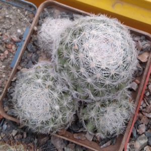 Mammillaria humboldtii -cube-7cm-