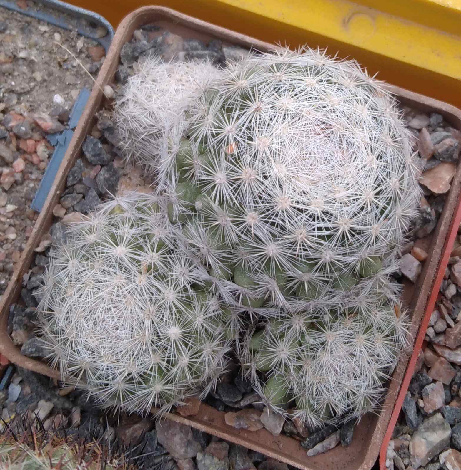 Mammillaria humboldtii -cube-7cm-