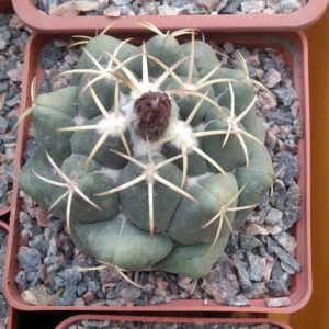 Coryphantha  elephandidens -cube-8cm-