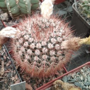 Notocactus schlosseri -cube-7cm-