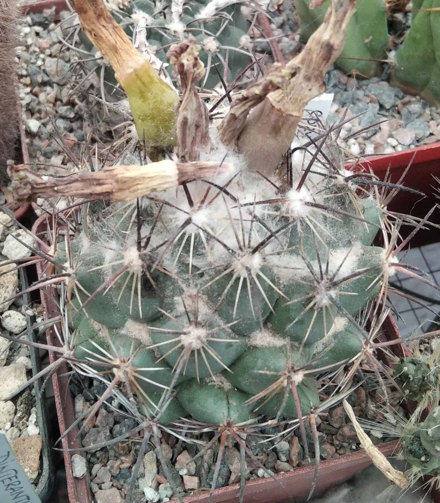 Coryphantha cornifera -cube-8cm-