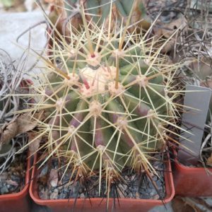 Ferocactus pottsii v. alamosensis -MG- cube-8cm-