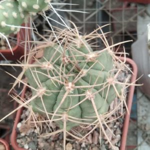 Gymnocalycium  griseo-pallidum -s