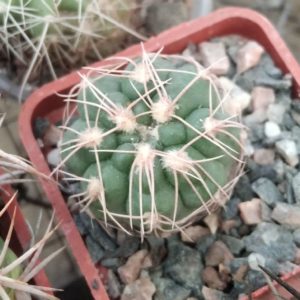 Gymn. capillaense -Capilla del Monte- cube-5cm-