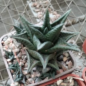 Haworthia limifolia v. nigra -Koehres- cube-5cm-
